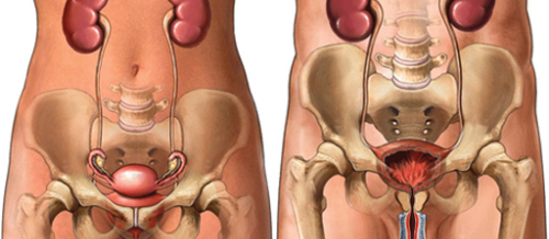 Andrologiya, Androloji problemlər, Urologiya və Andrologiya, Cinsi zəifliyin səbəbləri