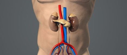 Urologiya və Andrologiya şöbəsi, Uroloq, Androloq, androloji və uroloji problemlər