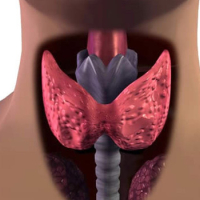 Hipotireoz nədir, Hipotireozun əsas əlamətləri, Düyünlü ur, Qalxanabənzər vəz, düyünlü törəmə, Diffuz toksiki ur