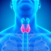 Endokrinologiya və dietologiya, zob xəstəlikləri, Mədəaltı vəzi, Böyrəküstü vəzi, kişilərdə süd vəzinin həddən artıq böyüməsi