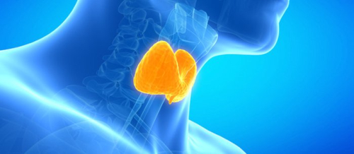 Endokrinologiya nədir, Endokrinologiya, Endokrin sistemi, Endokrin vəzlər