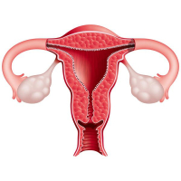 Mama ginekologiya,Cinsi yolla yoluxan xəstəliklər, Ginekoloji xəstəliklər Mama ginekologiya,Cinsi yolla yoluxan xəstəliklər, Ginekoloji xəstəliklər