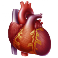 Kardiologiya,Ürək-damar sistemi, Kardiologiya sahəsi, Kardioloqlar, Ürək çatışmazlığı Kardiologiya,Ürək-damar sistemi, Kardiologiya sahəsi, Kardioloqlar, Ürək çatışmazlığı