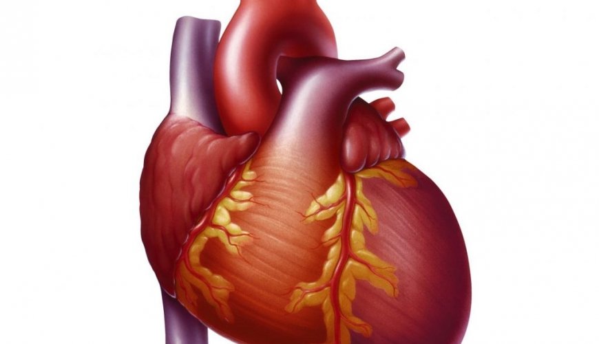 Kardiologiya,Ürək-damar sistemi, Kardiologiya sahəsi, Kardioloqlar, Ürək çatışmazlığı