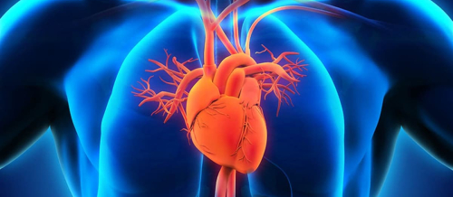 Kardiologiya, Kardioloji Prosedurlar, Kardioloq, Həkim Kardioloq, Kardioloji testlər Kardiologiya, Kardioloji Prosedurlar, Kardioloq, Həkim Kardioloq, Kardioloji testlər