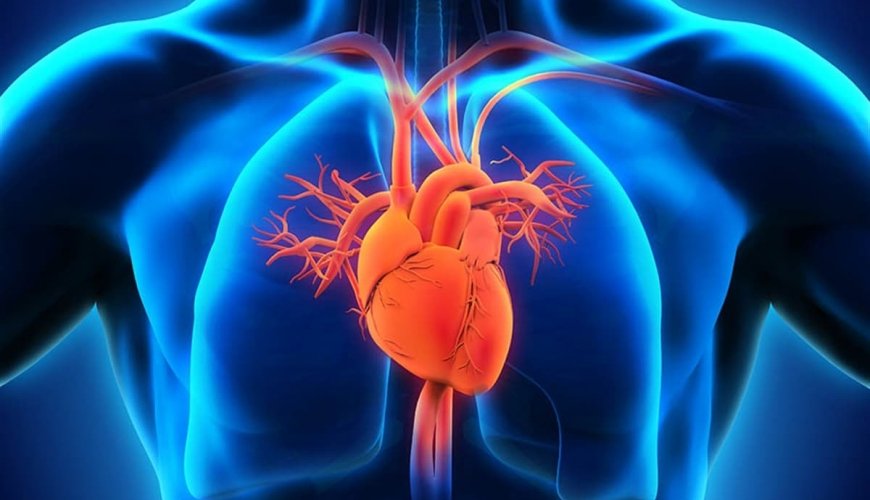 Kardiologiya, Kardioloji Prosedurlar, Kardioloq, Həkim Kardioloq, Kardioloji testlər