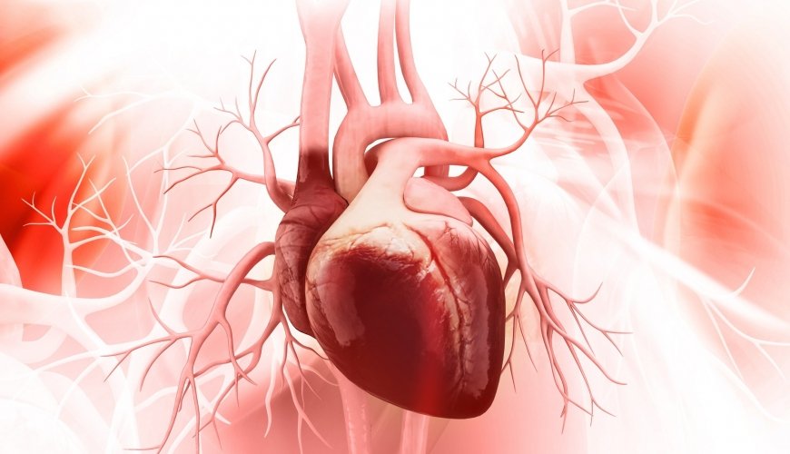 Kardioloq qəbulu, Kardioloji simptomlar, Kardioloqa müraciət, ürək-damar sistemi, Kardioloji xəstəliklər