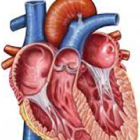 Kardiologiya şöbəsi, kardioloji müayinələr, kardioloji check up, ürək xəstəlikləri Kardiologiya şöbəsi, kardioloji müayinələr, kardioloji check up, ürək xəstəlikləri