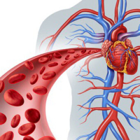 Kardiologiya və Ürək Prosedurları, Arteriya Xəstəliyi, Ürək infarkti, Ürək qapaqlarının xəstəlikləri, damar xəstəlikləri Kardiologiya və Ürək Prosedurları, Arteriya Xəstəliyi, Ürək infarkti, Ürək qapaqlarının xəstəlikləri, damar xəstəlikləri
