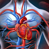 Ürək xəstəlikləri, damar xəstəlikləri, Əzələ sistemi xəstəlikləri, Qapaq xəstəlikləri, kardiologiya Ürək xəstəlikləri, damar xəstəlikləri, Əzələ sistemi xəstəlikləri, Qapaq xəstəlikləri, kardiologiya