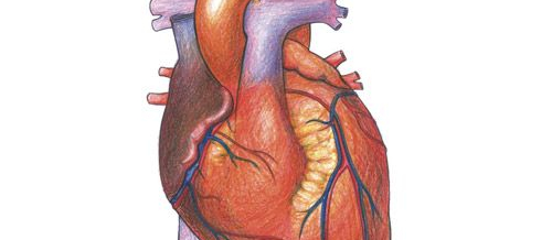 Ürək xəstəliklərinin əlamətləri, Ürək damar xəstəlikləri, Hipertoniya, İnfarktın əsas əlaməti Ürək xəstəliklərinin əlamətləri, Ürək damar xəstəlikləri, Hipertoniya, İnfarktın əsas əlaməti