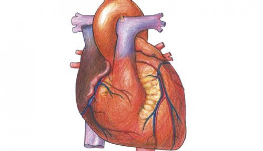 Ürək xəstəliklərinin əlamətləri, Ürək damar xəstəlikləri, Hipertoniya, İnfarktın əsas əlaməti
