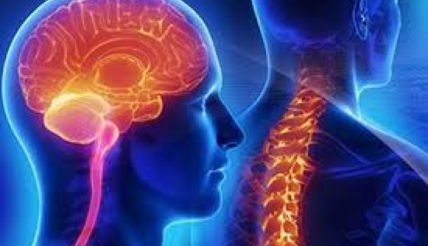 Sinir sistemi, nevroloji simptomlar, nevroloji müalicə, nevroloji müayinə üsulları, nevroloji xəstəliklər