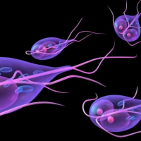 Ləmblioz, bağırsaq infeksiyası, Ləmblialar​​​​​​​ın səbəbləri, Ləmblialar​​​​​​​ın müalicəsi, infeksiya