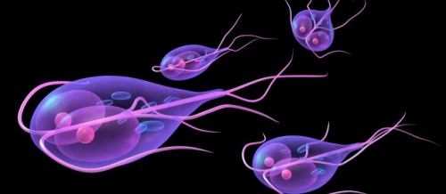 Ləmblioz, bağırsaq infeksiyası, Ləmblialar​​​​​​​ın səbəbləri, Ləmblialar​​​​​​​ın müalicəsi, infeksiya