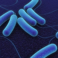 Helmintozlar, Helmintoz növləri, Qurd xəstəliklərinin əlamətləri, Qurdların diaqnozu, Dəri və zöhrəvi xəstəliklər