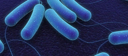 Helmintozlar, Helmintoz növləri, Qurd xəstəliklərinin əlamətləri, Qurdların diaqnozu, Dəri və zöhrəvi xəstəliklər