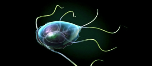 Ləmblioz, bağırsaq infeksiyası, Ləmblialar​​​​​​​ın səbəbləri, Ləmblialar​​​​​​​ın müalicəsi, infeksiya