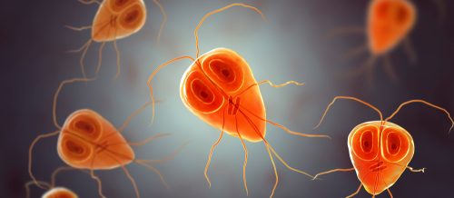 Ləmblioz, bağırsaq infeksiyası, Ləmblialar​​​​​​​ın səbəbləri, Ləmblialar​​​​​​​ın müalicəsi, infeksiya