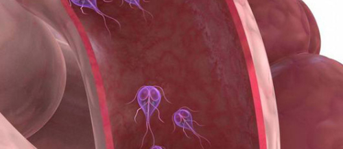 Qurd xəstəlikləri, Azərbaycan qurd xəstəlikləri, Qurd xəstəliklərinin müalicəsi, Qurd xəstəliklərinin əlamətləri