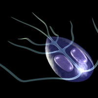 Qurd xəstəlikləri, Azərbaycan qurd xəstəlikləri, Qurd xəstəliklərinin müalicəsi, Qurd xəstəliklərinin əlamətləri