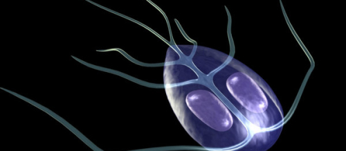 Qurd xəstəlikləri, Azərbaycan qurd xəstəlikləri, Qurd xəstəliklərinin müalicəsi, Qurd xəstəliklərinin əlamətləri