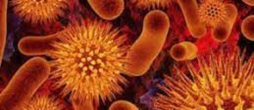 Parazitologiya, ​​​​​​​parazit qurd xəstəlikləri, parazit qurdlar, parazitoloq, bağırsaq qurdları