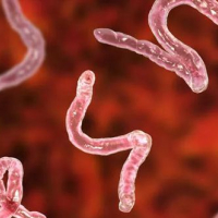 Qurd xəstəliklərinin fərqli əlamətləri, Qan parazitar xəstəlikləri, Parazit qurdları, Parazitlərin növü