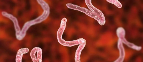 Qurd xəstəliklərinin fərqli əlamətləri, Qan parazitar xəstəlikləri, Parazit qurdları, Parazitlərin növü