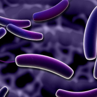 Qurd xəstəliklərinin fərqli əlamətləri, Qan parazitar xəstəlikləri, Parazit qurdları, Parazitlərin növü