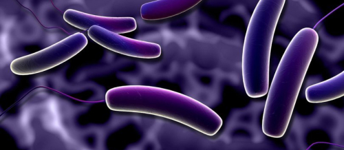 Qurd xəstəliklərinin fərqli əlamətləri, Qan parazitar xəstəlikləri, Parazit qurdları, Parazitlərin növü