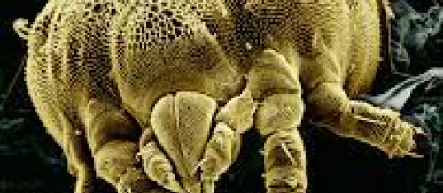 Parazitologiya, Tibbi Parazitologiya, Qurd xəstəlikləri, Askaridlər, Qurd xəstəliklərinin dərmanla müalicəsi