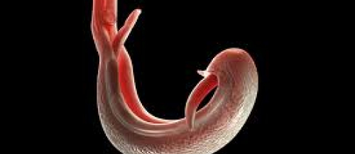 Parazitologiya, parazitzm, müvəqqəti parazitzm, stasionar parazitizm, parazit müalicəsi