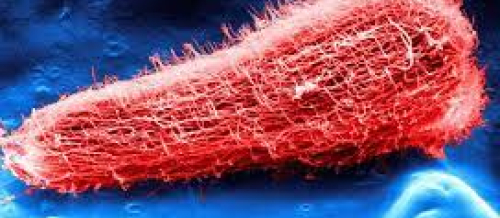 Parazitologiya, parazitzm, müvəqqəti parazitzm, stasionar parazitizm, parazit müalicəsi