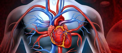 Kardiologiya, Elektrokardioqrafiya, EKQ, Exokardioqrafiya, Ürək-damar sistemi xəstəlikləri, Təngnəfəslik