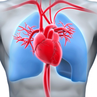 Kardiologiya, Elektrokardioqrafiya, EKQ, Exokardioqrafiya, Ürək-damar sistemi xəstəlikləri, Təngnəfəslik Kardiologiya, Elektrokardioqrafiya, EKQ, Exokardioqrafiya, Ürək-damar sistemi xəstəlikləri, Təngnəfəslik