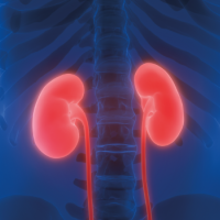 Urologiya nədir, Uroloq, Urologiya, Uroloq nədir, Urologiya və nefrologiya arasındakı fərq