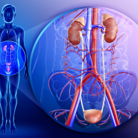 Uroloji onkologiya, Neyrourologiya, Uşaq urologiyası, Andrologiya, Uroloq, Sidik qaçırma