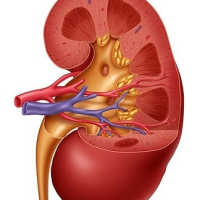 Laparoskopik urologiya, Qadın urologiyası, Uroloji xəstəliklərin müayinəsi, Uroloji simptomlar