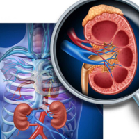 Sistit nədir, Sistitə səbəb olan risk faktorları, Urologiya və Andrologiya, Uroloqla androloqun fərqi nədir
