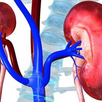 Sistit nədir, Sistitə səbəb olan risk faktorları, Urologiya və Andrologiya, Uroloqla androloqun fərqi nədir