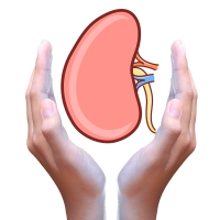 Böyrək daşı sancısı, Böyrək daşı sancısı necə baş verir, Böyrək sancısı, Ultrasəs müayinəsi